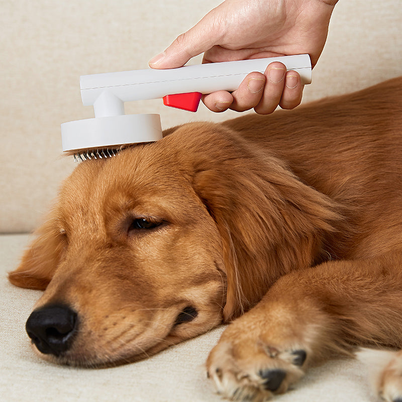 Number 10 Pet Grooming Brush